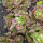 Lattuga a cappuccio Meraviglia delle quattro stagioni (Lactuca sativa) semi biologici
