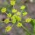 Pastinaca "Tender and True" (Pastinaca sativa) biologica semi