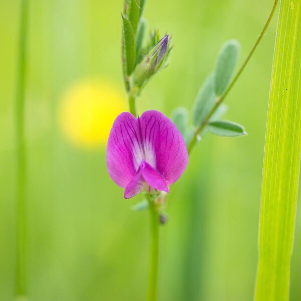 Veccia comune (Vicia sativa) biologica semi