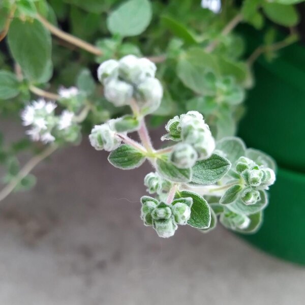 Origano siriano Zaatar (Origanum syriacum) biologico semi