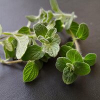 Origano siriano Zaatar (Origanum syriacum) biologico semi