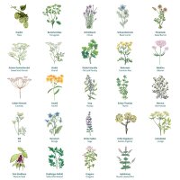 Periodo Magico - Calendario dellAvvento dei semi biologici - Il meraviglioso mondo delle erbe