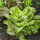 Lattuga romana coda di trota (Lactuca sativa) biologica semi