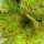 Lattuga romana coda di trota (Lactuca sativa) biologica semi