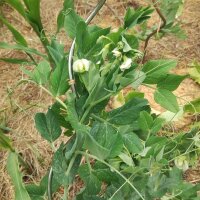 Pisello Meraviglia di Kelvedon (Pisum sativum) biologico...