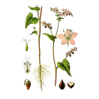 Grano saraceno (Fagopyrum esculentum) biologico semi