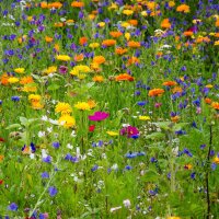 Miscela di fiori selvatici (10g, per una superficie di...