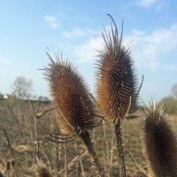 Miscela di fiori selvatici (10g, per una superficie di circa 5m²) biologico