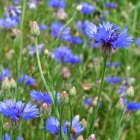 Miscela di fiori selvatici (10g, per una superficie di circa 5m²) biologico