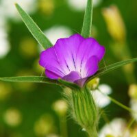 Miscela di fiori selvatici (10g, per una superficie di circa 5m²) biologico