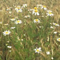 Miscela di fiori selvatici (10g, per una superficie di circa 5m²) biologico