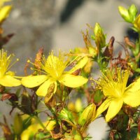 Miscela di fiori selvatici (10g, per una superficie di circa 5m²) biologico