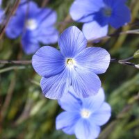 Miscela di fiori selvatici (10g, per una superficie di circa 5m²) biologico