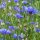 Miscela di fiori selvatici (10g, per una superficie di circa 5m²) biologico