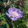 Scabiosa del Caucaso (Scabiosa caucasica) Biologica semi