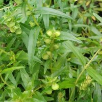 Scutellaria del Baikal (Scutellaria baicalensis)