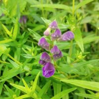 Scutellaria del Baikal (Scutellaria baicalensis)