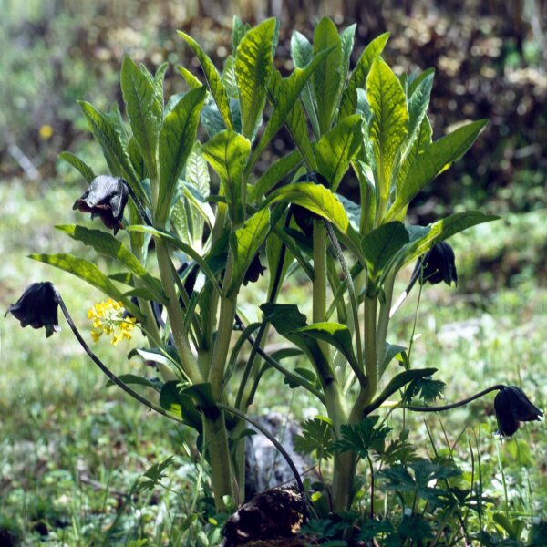 Mandragora caulescens / Mandragora himalayana (Mandragora caulescens)