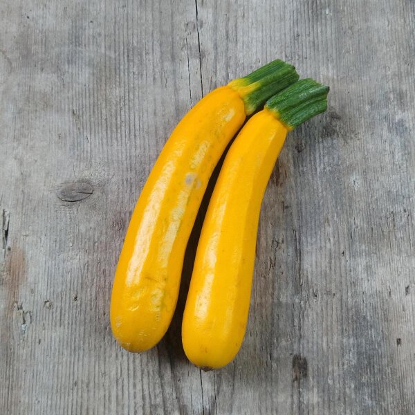 Zucchina gialla Golden (Cucurbita pepo) semi