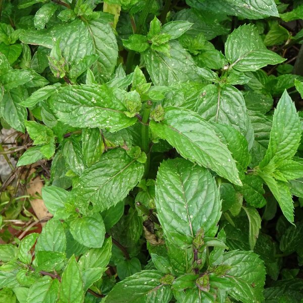 Mentastro verde (Mentha viridis) biologico semi