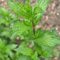 Mentastro verde (Mentha viridis) biologico semi