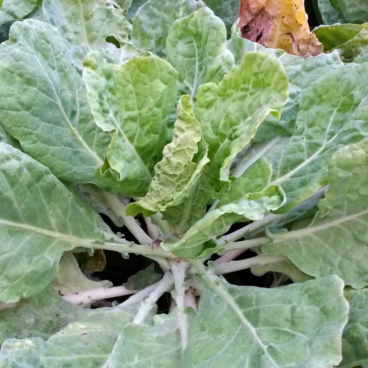 Semi Biologici Di Cavolo Rosso 'Kalibos' (Brassica Oleracea) - Magic Garden Seeds - Confezione Da Circa 30 Semi