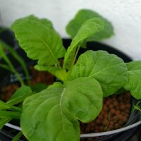 Cavolo riccio Butterkohl (Brassica oleracea convar. capitata) biologico semi