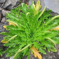 Barba di cappuccino, erba stella (Plantago coronopus)...