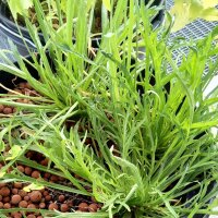 Barba di cappuccino, erba stella (Plantago coronopus) biologico semi