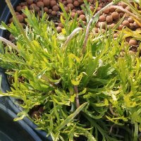 Barba di cappuccino, erba stella (Plantago coronopus) biologico semi