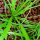 Barba di cappuccino, erba stella (Plantago coronopus) biologico semi