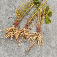 Sedanina (Sium sisarum) biologico semi