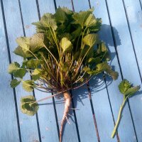 Alliaria (Alliaria petiolata) biologico semi