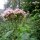 Hemp-Agrimony / Holy Rope (Eupatorium cannabinum) organic semi