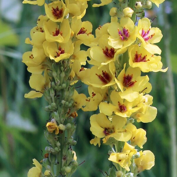 Verbasco nero (Verbascum nigrum) biologico semi