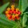 Asclepias tuberosa (Asclepias tuberosa) semi