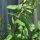 Grindelia robusta (Grindelia robusta) semi