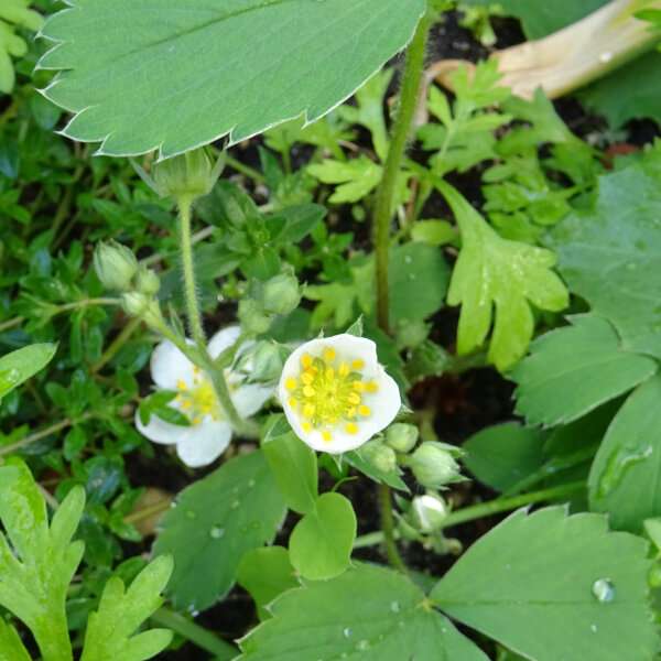Fragola della Virginia (Fragaria virginiana) semi