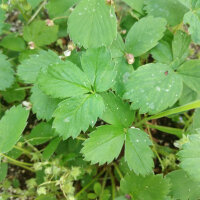 Fragola della Virginia (Fragaria virginiana) semi