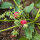 Fragola della Virginia (Fragaria virginiana) semi