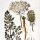 Carota selvatica (Daucus carota ssp. carota) biologico semi