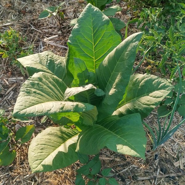 Tabacco Badischer Geudertheimer (Nicotiana tabacum) biologico semi