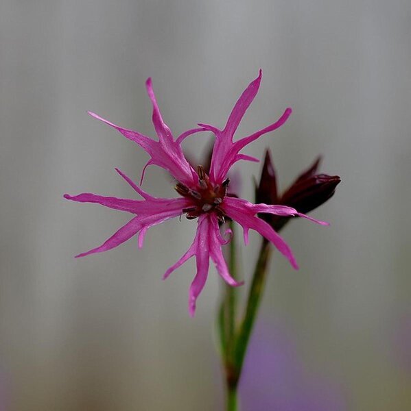 Crotonella fior di cuculo (Lychnis flos-cuculi) biologica semi