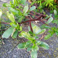 Porcellana comune (Portulaca oleracea) biologica semi