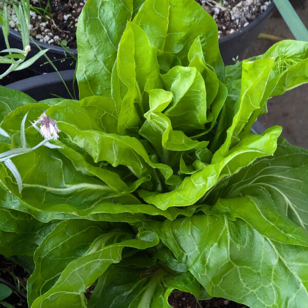 Radicchio "Pan di Zucchero" (Cichorium intybus var. foliosum) biologico semi