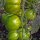 Pomodoro Green Zebra (Solanum lycopersicum) semi