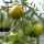 Pomodoro Green Zebra (Solanum lycopersicum) semi