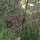 Finocchio bronzeo (Foeniculum vulgare) biologico semi