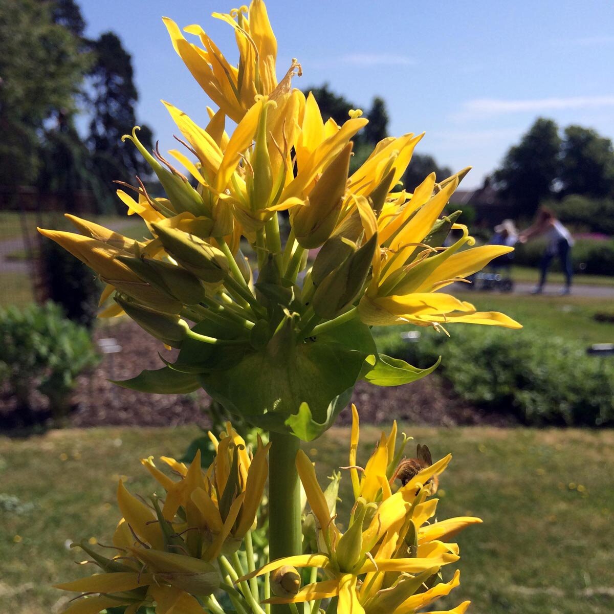 Semi Di Genziana Alpina – 200 Pezzi Di Gentiana Scabra Biologiche – Pianta Rara E Facile Da Coltivare Per Giardino E Balcone