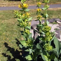 Genziana maggiore (Gentiana lutea) biologica semi